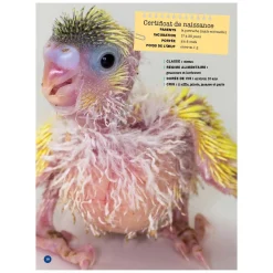 Prologue Mon Grand Animalier des Bébés