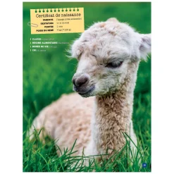 Prologue Mon Grand Animalier des Bébés