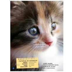 Prologue Mon Grand Animalier des Bébés